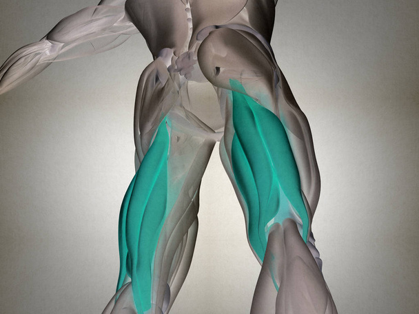 Modèle d'anatomie du groupe musculaire Hamstring
 - Photo, image