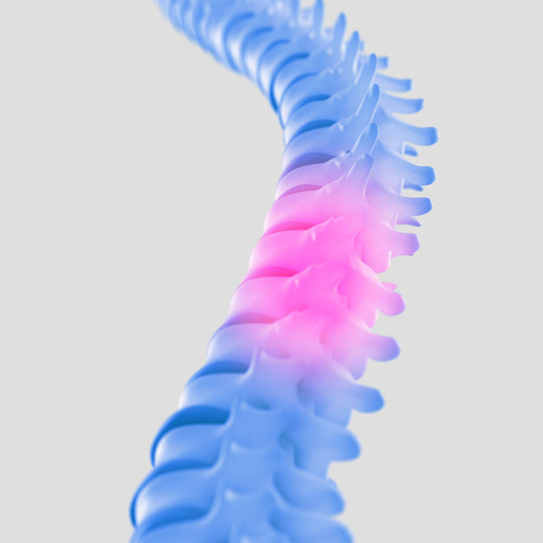 Human spine model - Photo, Image
