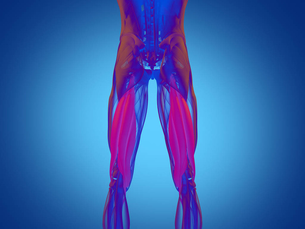 Oberschenkelmuskelgruppe Anatomie-Modell - Foto, Bild