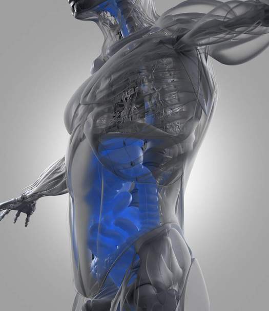Digestive system anatomie model - Foto, afbeelding