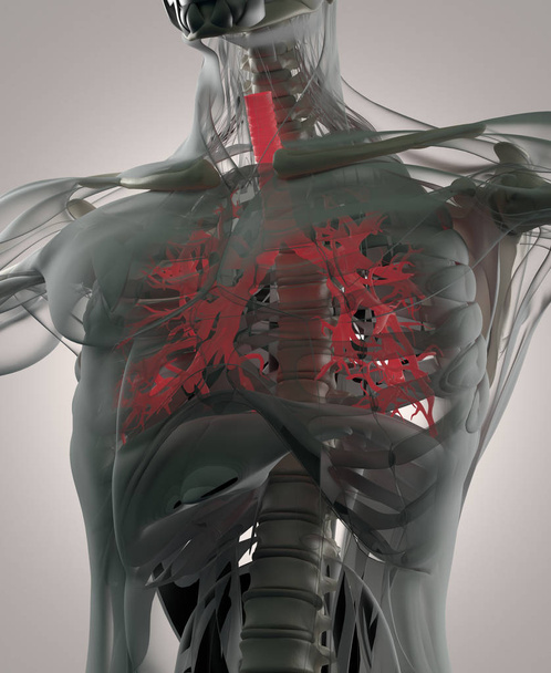 emberi hörgők anatómiája modell - Fotó, kép