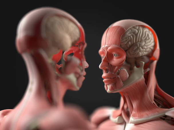 人体解剖学モデルに直面しています。 - 写真・画像