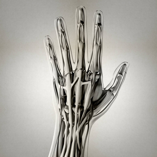 Human hand anatomy model - Foto, imagen