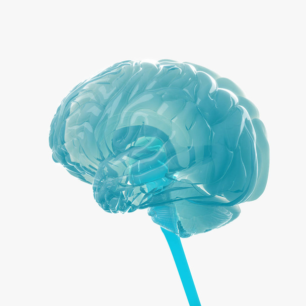 人間の脳モデル - 写真・画像