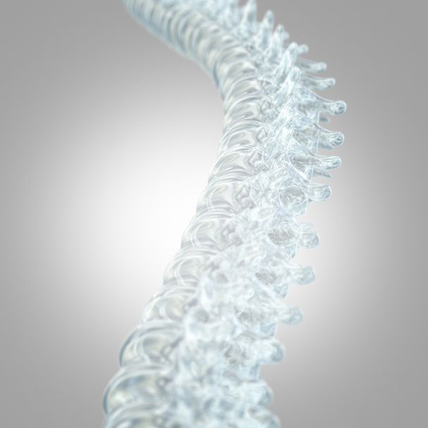 Human spine model - Photo, Image