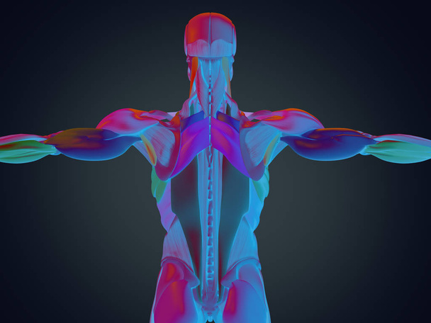 torso masculino músculos de la espalda
 - Foto, Imagen