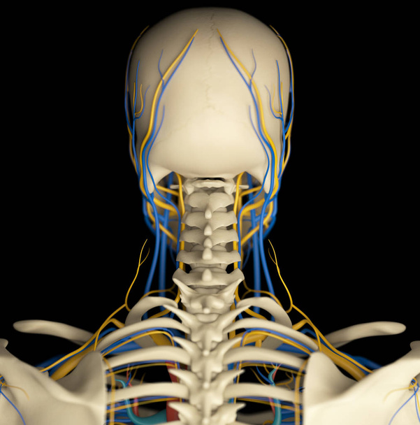 Modèle d'anatomie du cou humain
 - Photo, image