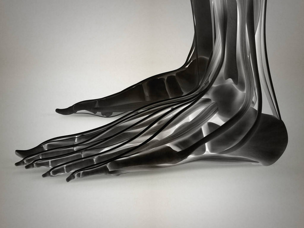 Modello anatomico piedi umani
 - Foto, immagini