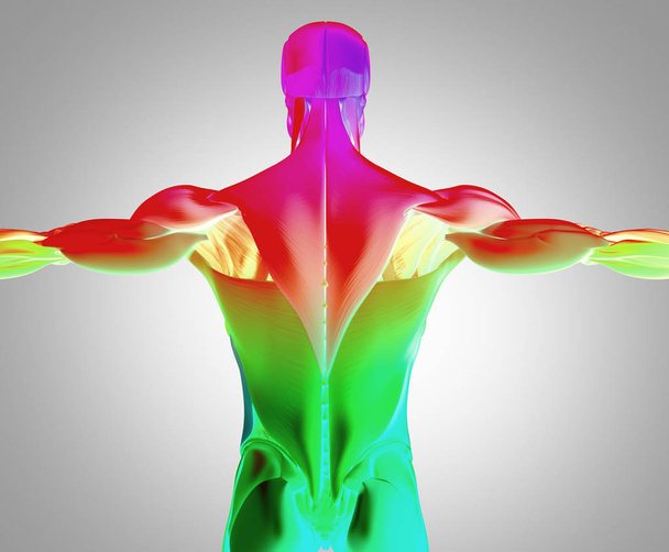 чоловічі м'язи спини тулуба
 - Фото, зображення