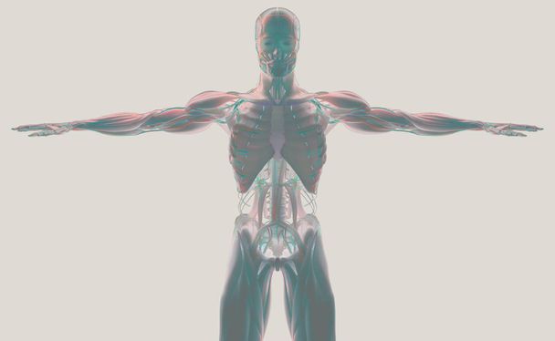 Modelo de anatomía humana
 - Foto, Imagen