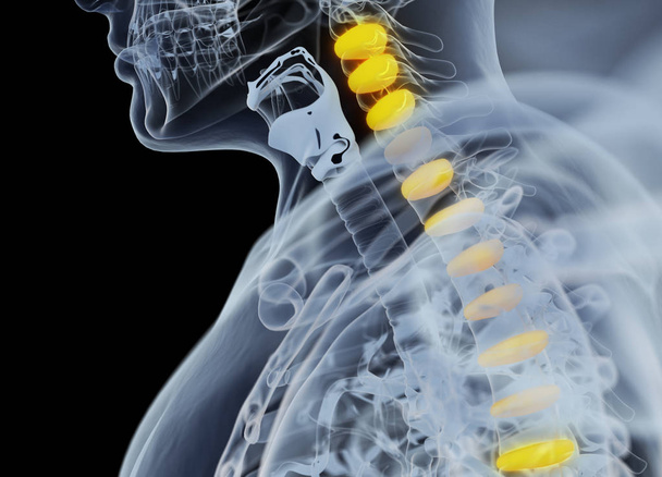 Modelo de anatomia dos discos da coluna vertebral humana
 - Foto, Imagem