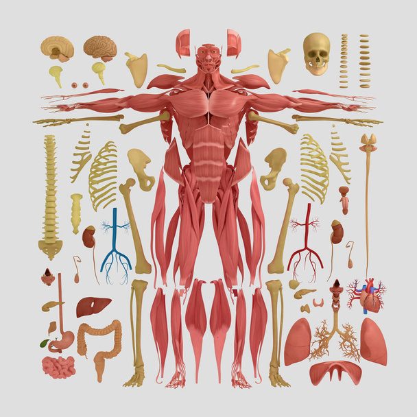 modelo de anatomía masculina
 - Foto, imagen