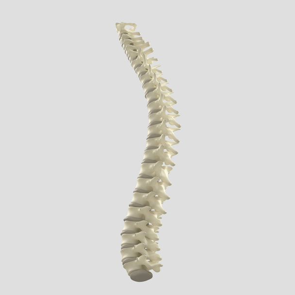 Modelo de columna vertebral humana
 - Foto, Imagen