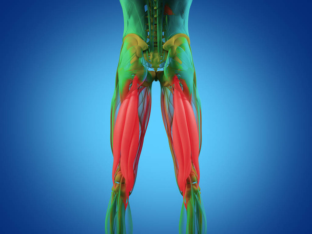 Modello anatomico del gruppo muscolare del tendine del ginocchio
 - Foto, immagini