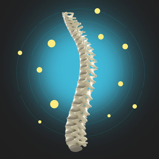 Modelo da coluna vertebral humana
 - Foto, Imagem