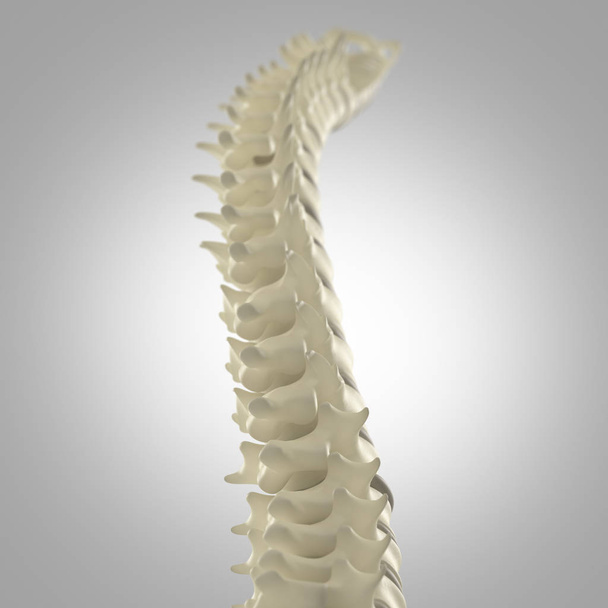 Ihmisen selkärangan malli
 - Valokuva, kuva