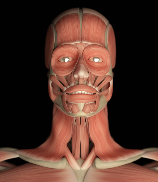 Модель анатомії обличчя людини
 - Фото, зображення