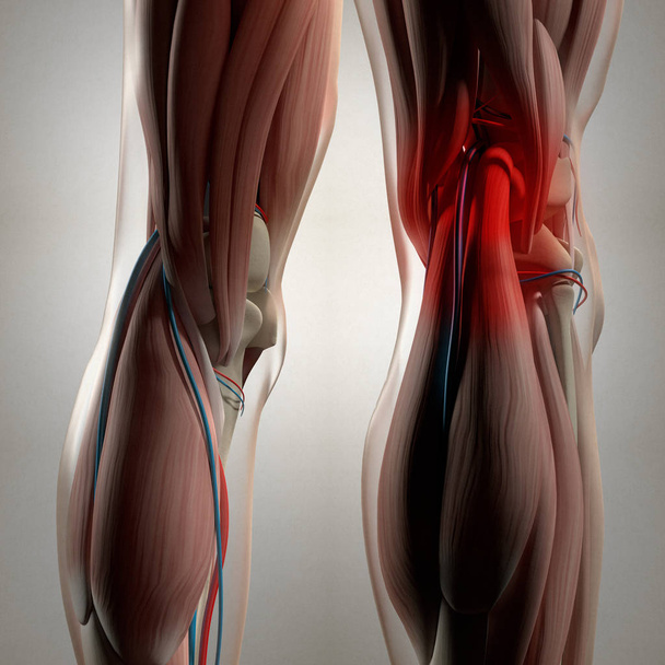 Emberi Back a lábak anatómia - Fotó, kép