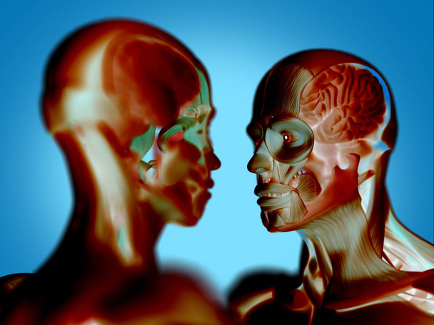 Моделі анатомії людини
 - Фото, зображення