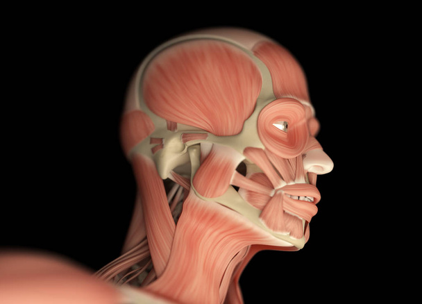 male head anatomy model - Photo, Image