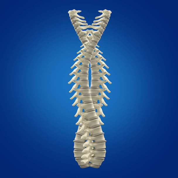 Modelo de columna vertebral humana
 - Foto, imagen