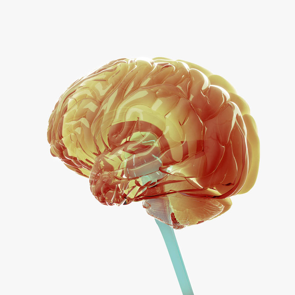 Модель мозга человека - Фото, изображение