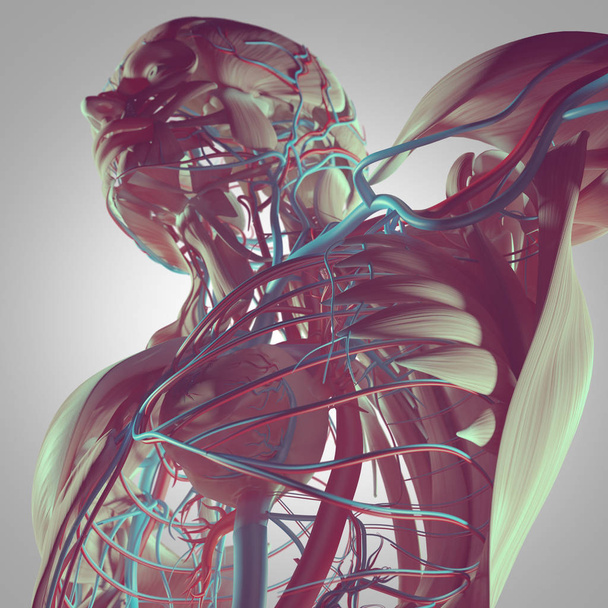 Anatomie des menschlichen Oberkörpers  - Foto, Bild
