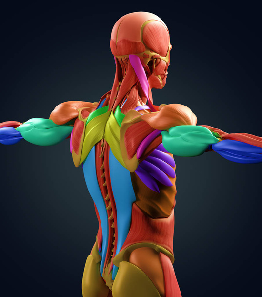 мышцы спины мужского туловища
 - Фото, изображение