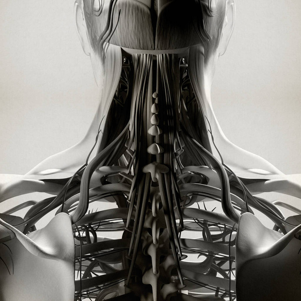 Anatomie des menschlichen Halses und der Wirbelsäule - Foto, Bild