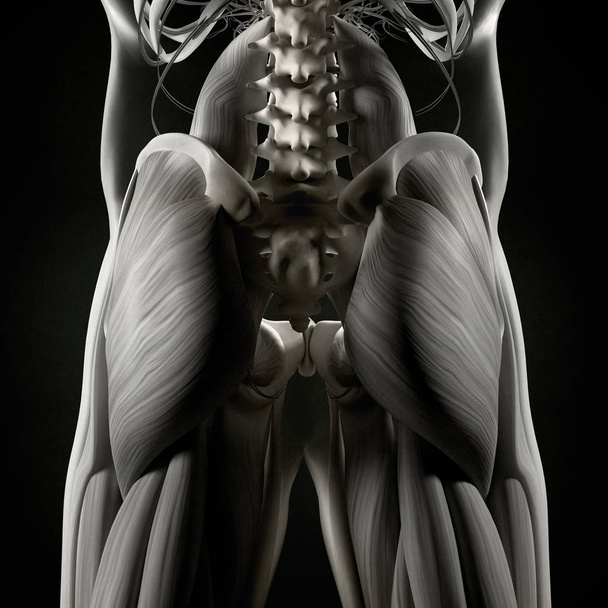 Modelo de anatomía de columna y pelvis humanas
 - Foto, imagen