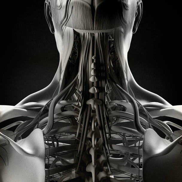 Ανθρώπινο μοντέλο ανατομίας λαιμό και της σπονδυλικής στήλης - Φωτογραφία, εικόνα