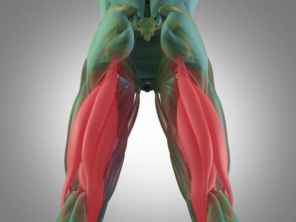 Hamstring spier groep anatomie model - Foto, afbeelding