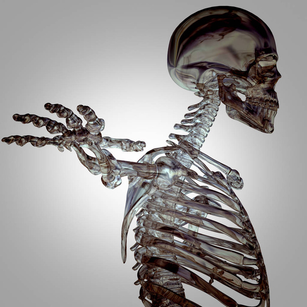 modelo de anatomía esqueleto humano - Foto, imagen