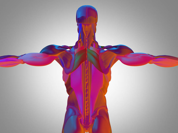 músculos dorsais do tronco masculino
 - Foto, Imagem