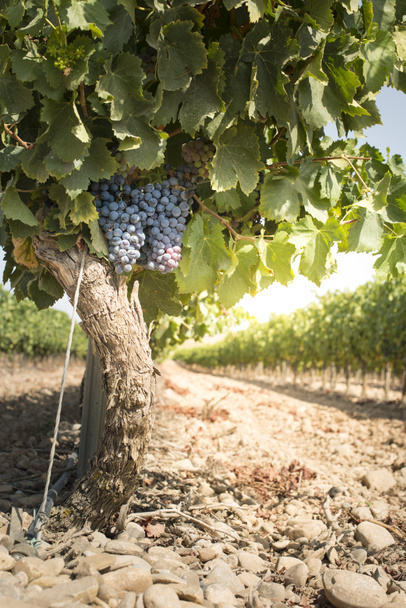 Vineyards in a rows and winery - Φωτογραφία, εικόνα