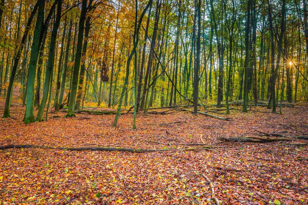 Krásné Evropské les na podzim - Fotografie, Obrázek