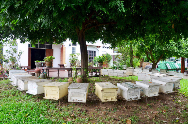 プレー、タイで蜂ファーム - 写真・画像