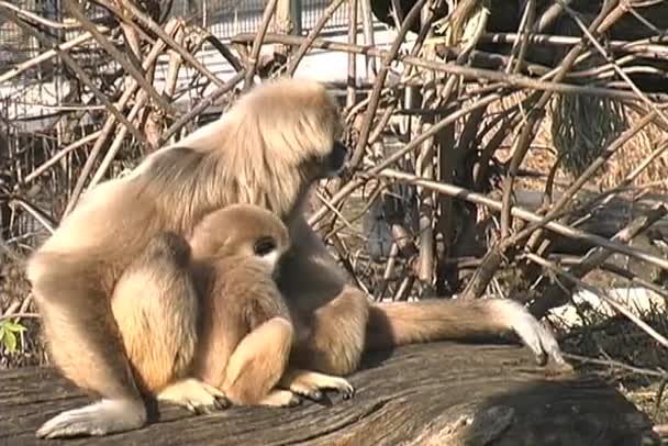 Weißhand-Gibbon-Affe im Zoo Schonbrunn gefunden - Filmmaterial, Video