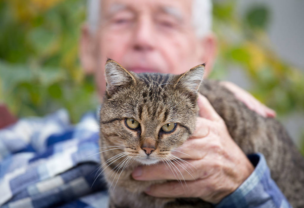 Cat in old man 's lap
 - Фото, изображение