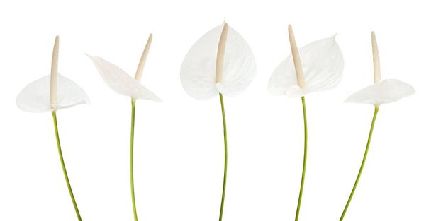 white anthurium flower - Φωτογραφία, εικόνα