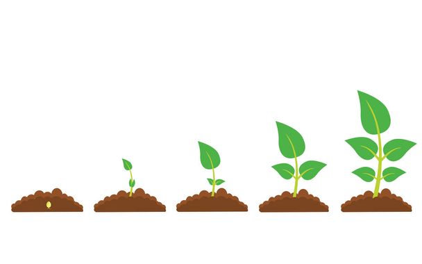 植物の成長の段階 - ベクター画像