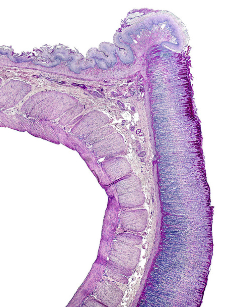 stomach cross section - Photo, Image