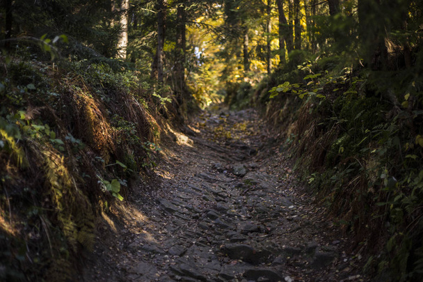 Kaunis syyskohtaus, värikäs metsä vuorilla
 - Valokuva, kuva