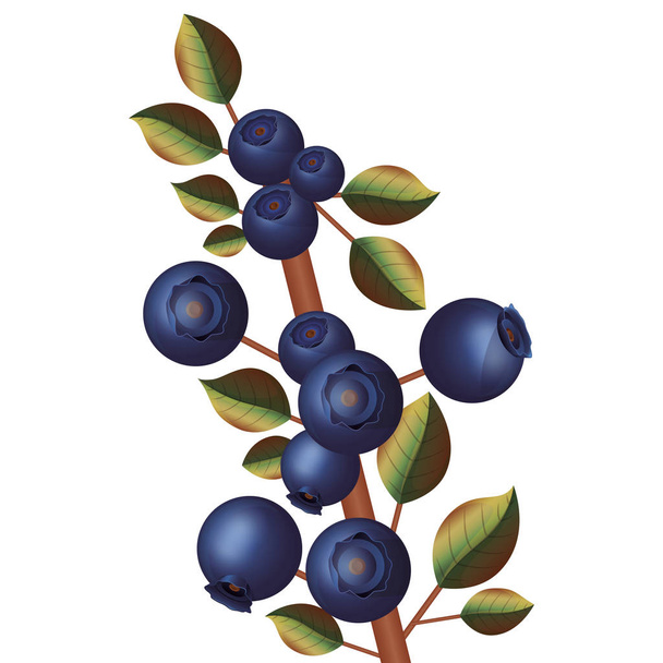 Zweig mit violetten Blaubeeren dicken Stiel - Vektor, Bild
