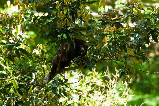 Singe hurleur assis dans les arbres
 - Photo, image