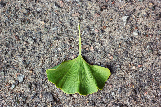 Ginkgo biloba green leaves on stone asphalt texture background Autumn Ginkgo leaf. Also maidenhair tree, in the division Ginkgophyta. Used in medicine. Isolated macro photo close up from above. - Photo, Image