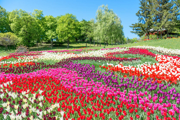 Field of tulips in the park - Foto, Imagen