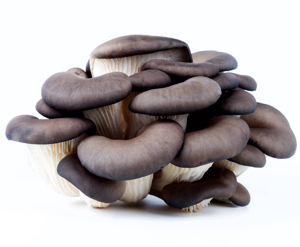 cogumelos ostra crus
 - Foto, Imagem
