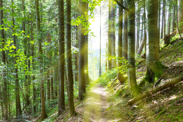 緑の木々 の森の小道 - 写真・画像