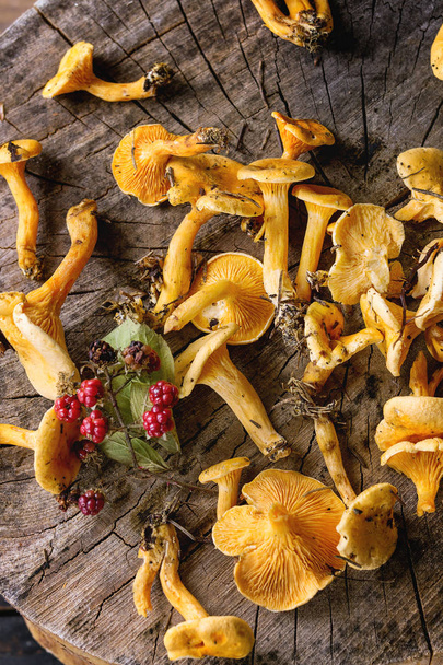 Forrest chanterelle mushrooms - Foto, imagen